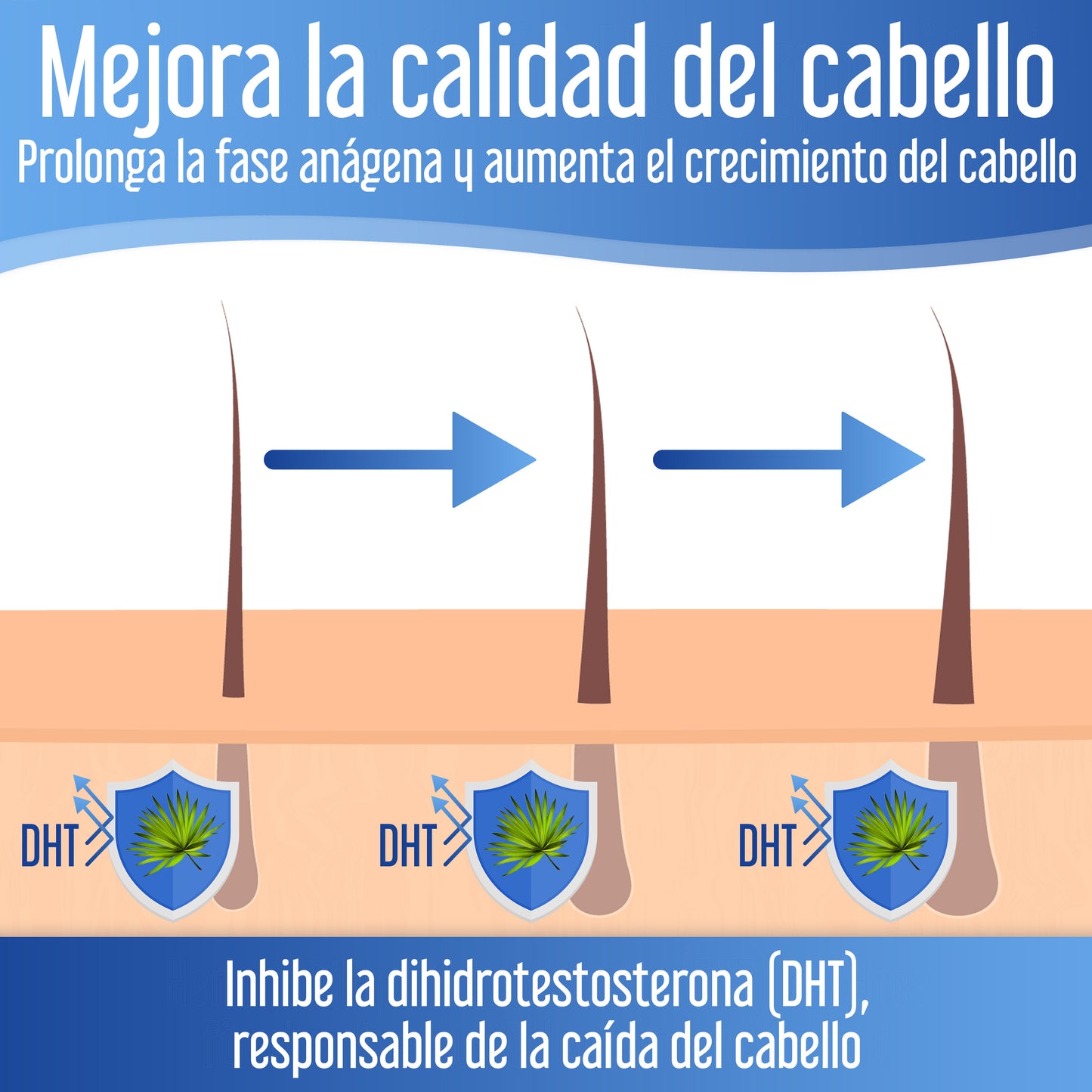 Xpecia Tablet hombre vitaminas para alopecia androgénica, Bloquea DHT, con Saw palmetto, Biotina, 60 comprimidos